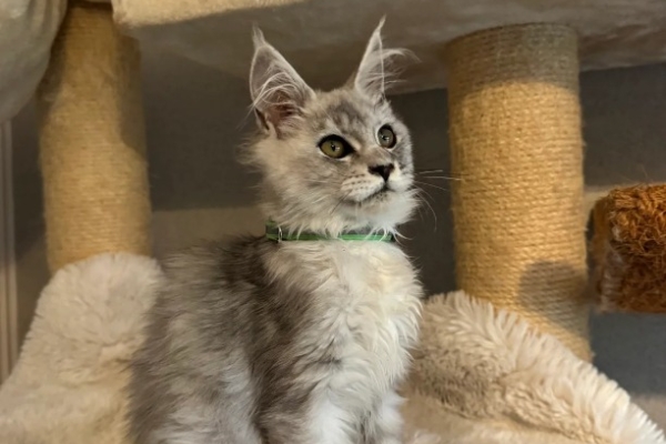 Ogłoszenie - Stunning Maine Coon Girls And Boys AVAILABLE NOW. Zdjęcie 7