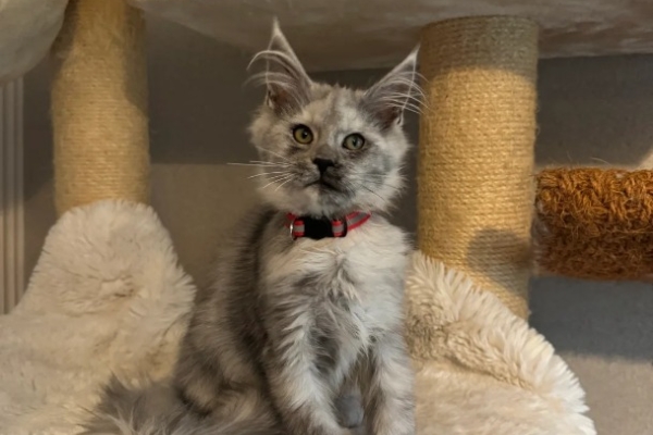 Ogłoszenie - Stunning Maine Coon Girls And Boys AVAILABLE NOW. Zdjęcie 9