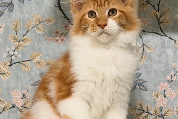 Ogłoszenie - 🐾🦁 *TICA REG* GINGER MAINE COON KITTENS🦁🐾. Zdjęcie 6