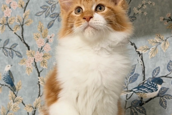 Ogłoszenie - 🐾🦁 *TICA REG* GINGER MAINE COON KITTENS🦁🐾. Zdjęcie 7