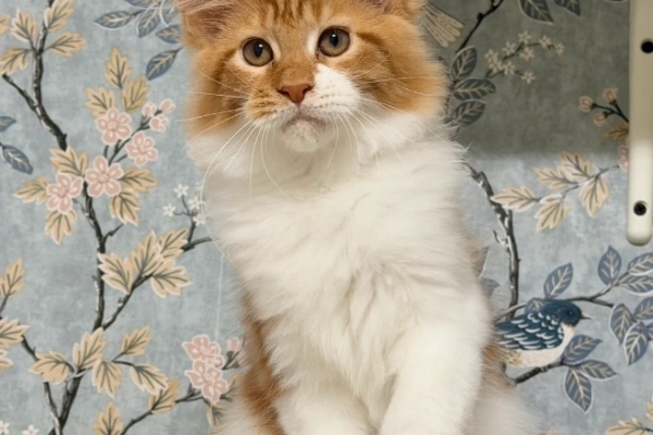 Ogłoszenie - 🐾🦁 *TICA REG* GINGER MAINE COON KITTENS🦁🐾. Zdjęcie 5