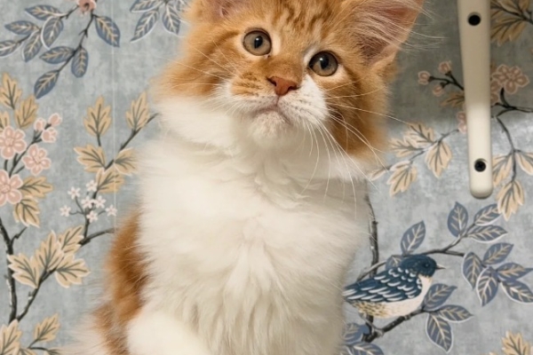 Ogłoszenie - 🐾🦁 *TICA REG* GINGER MAINE COON KITTENS🦁🐾. Zdjęcie 2
