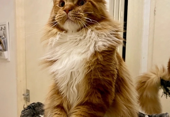 Ogłoszenie - 🐾🦁 *TICA REG* GINGER MAINE COON KITTENS🦁🐾. Zdjęcie 4