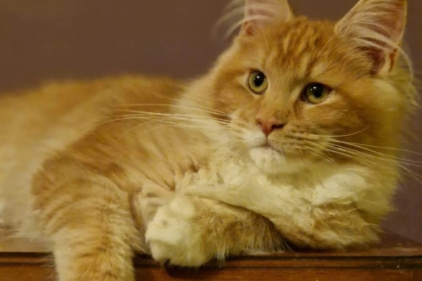 Ogłoszenie - 🐾🦁 *TICA REG* GINGER MAINE COON KITTENS🦁🐾. Zdjęcie 1