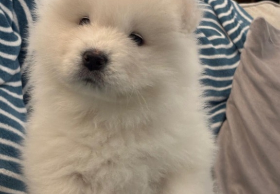 Ogłoszenie - Samoyed Samojed FCI / ZKwP szczeniak do odbioru po 10 grudnia. Zdjęcie 7