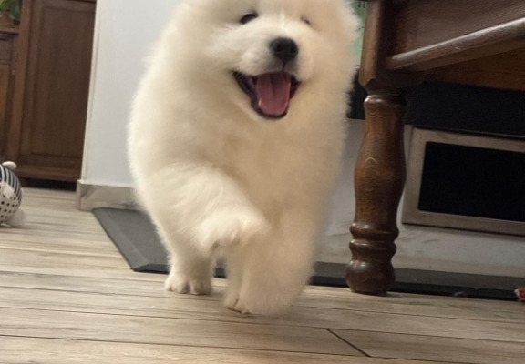 Ogłoszenie - Samoyed Samojed FCI / ZKwP szczeniak do odbioru po 10 grudnia. Zdjęcie 2