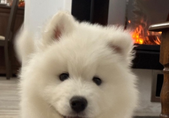 Ogłoszenie - Samoyed Samojed FCI / ZKwP szczeniak do odbioru po 10 grudnia. Zdjęcie 5