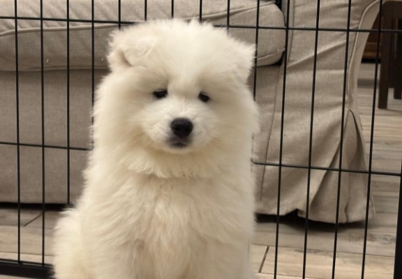 Ogłoszenie - Samoyed Samojed FCI / ZKwP szczeniak do odbioru po 10 grudnia. Zdjęcie 1