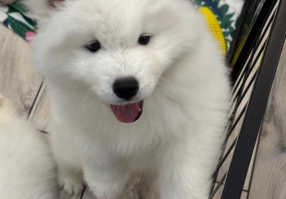 Ogłoszenie - Samoyed Samojed FCI / ZKwP szczeniak do odbioru po 10 grudnia. Zdjęcie 4