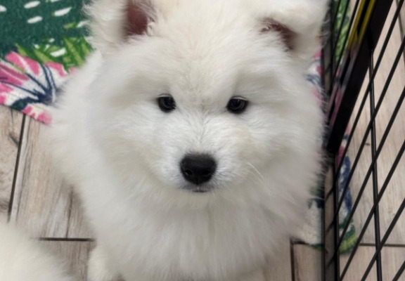 Ogłoszenie - Samoyed Samojed FCI / ZKwP szczeniak do odbioru po 10 grudnia. Zdjęcie 3