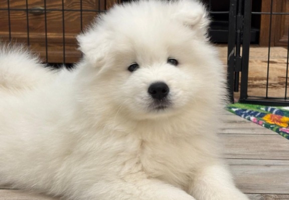 Ogłoszenie - Samoyed Samojed FCI / ZKwP szczeniak do odbioru po 10 grudnia. Zdjęcie 6
