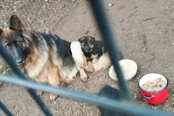 Ogłoszenie - Szczeniaki owczarki niemieckie. Zdjęcie 2