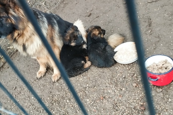 Ogłoszenie - Szczeniaki owczarki niemieckie. Zdjęcie 1
