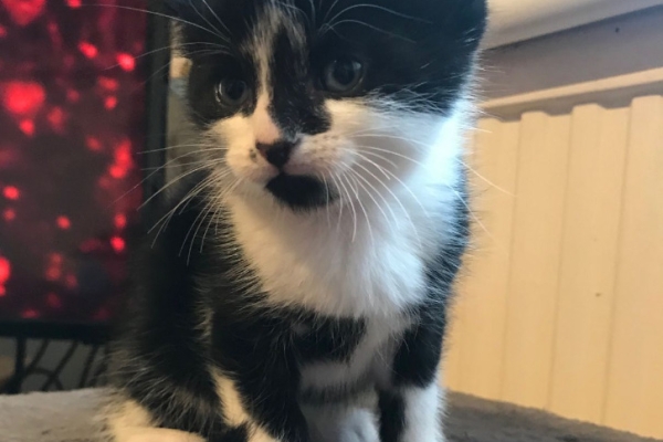 Ogłoszenie - Dostępne kocięta rasy Mane Coon. Napisz do nas na WhatsApp: +447490124950. Zdjęcie 2