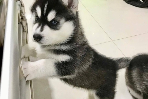 Ogłoszenie - Słodkie szczenięta rasy husky syberyjski. Napisz do nas na WhatsApp: +447490124950. Zdjęcie 2