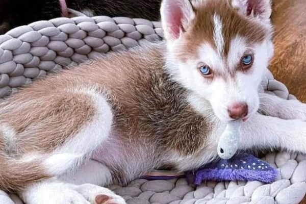 Ogłoszenie - Słodkie szczenięta rasy husky syberyjski. Napisz do nas na WhatsApp: +447490124950. Zdjęcie 3