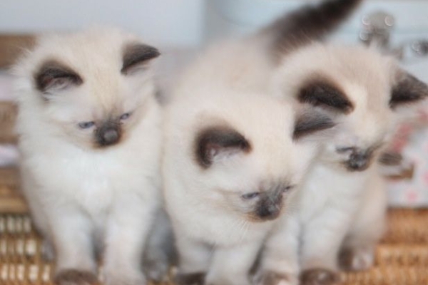 Ogłoszenie - Ręcznie hodowane kocięta rasy ragdoll. Napisz do nas na WhatsApp: +447490124950. Zdjęcie 1