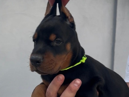 Ogłoszenie - Doberman – szczenięta na sprzedaż. Zdjęcie 2