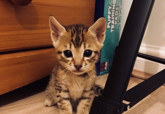 Ogłoszenie - Oferujemy kocięta rasy Savannah od F1 do F4. Napisz do nas na WhatsApp: +447490124950. Zdjęcie 2