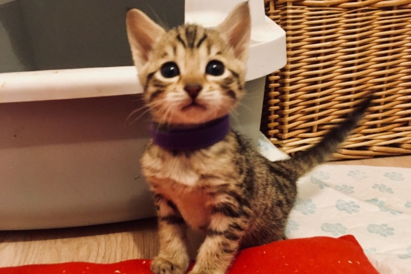 Ogłoszenie - Oferujemy kocięta rasy Savannah od F1 do F4. Napisz do nas na WhatsApp: +447490124950. Zdjęcie 1