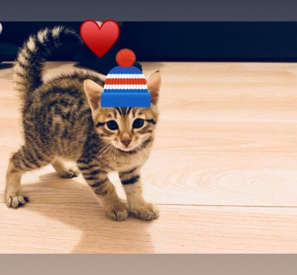 Ogłoszenie - Oferujemy kocięta rasy Savannah od F1 do F4. Napisz do nas na WhatsApp: +447490124950. Zdjęcie 3