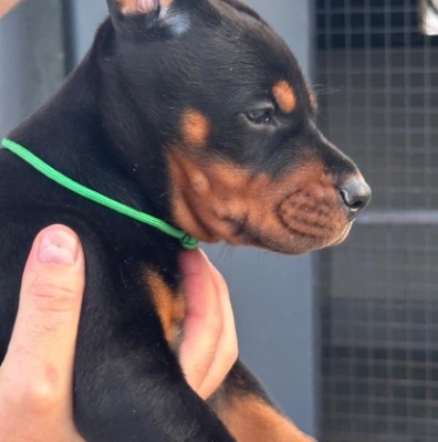 Ogłoszenie - Doberman – szczenięta na sprzedaż. Zdjęcie 9