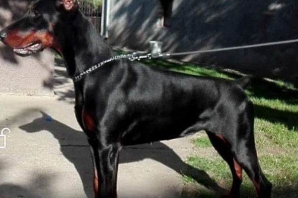 Ogłoszenie - Doberman – szczenięta na sprzedaż. Zdjęcie 3