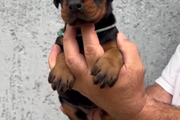 Ogłoszenie - Doberman – szczenięta na sprzedaż. Zdjęcie 8