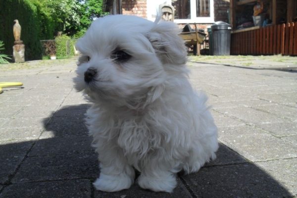 Ogłoszenie - Dwa szczenięta rasy maltańczyk Teacup potrzebują nowej rodziny. Napisz do nas na WhatsApp: +447490124950. Zdjęcie 1