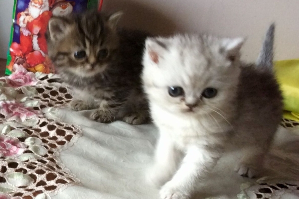 Ogłoszenie - Kocięta egzotyczne krótkowłose na sprzedaż. Napisz do nas na WhatsApp: +447490124950. Zdjęcie 2