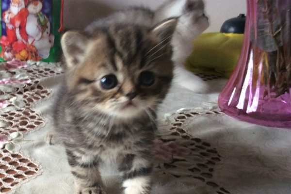 Ogłoszenie - Kocięta egzotyczne krótkowłose na sprzedaż. Napisz do nas na WhatsApp: +447490124950. Zdjęcie 1