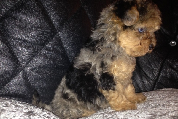 Ogłoszenie - 12-tygodniowe szczenięta yorka. Napisz do nas na WhatsApp: +447490124950. Zdjęcie 3