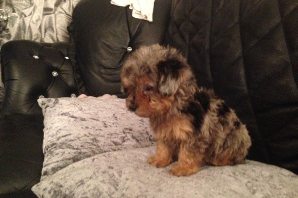 Ogłoszenie - 12-tygodniowe szczenięta yorka. Napisz do nas na WhatsApp: +447490124950. Zdjęcie 2