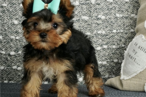 Ogłoszenie - 12-tygodniowe szczenięta yorka. Napisz do nas na WhatsApp: +447490124950. Zdjęcie 1