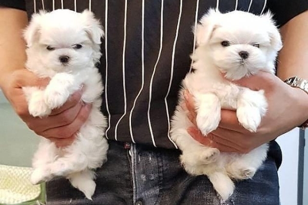 Ogłoszenie - Dwa szczenięta rasy maltańczyk Teacup potrzebują nowej rodziny. Napisz do nas na WhatsApp: +447490124950. Zdjęcie 2