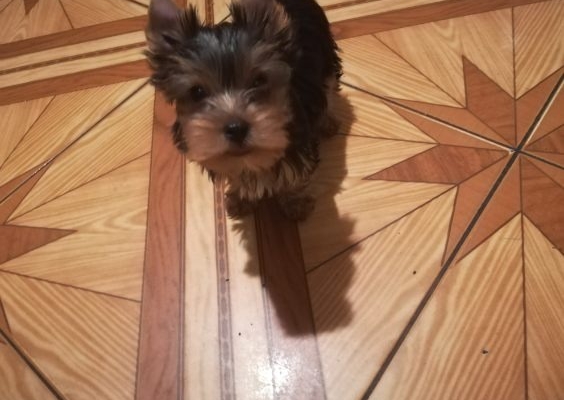 Ogłoszenie - Sprzedam Yorki Terrier 2 pieski i 2suczki. Zdjęcie 2