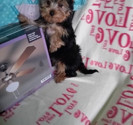 Ogłoszenie - Sprzedam Yorki Terrier 2 pieski i 2suczki. Zdjęcie 1