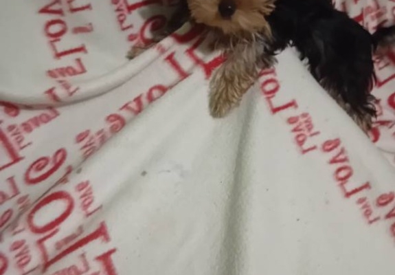 Ogłoszenie - Sprzedam Yorki Terrier 2 pieski i 2suczki. Zdjęcie 3