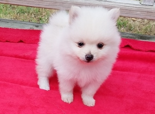 Ogłoszenie - Dwa wspaniałe szczeniaki rasy pomeranian z pucharem T. Napisz do nas na WhatsApp: +447490124950. Zdjęcie 1