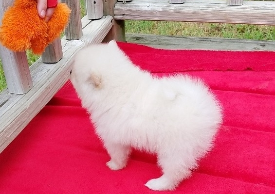 Ogłoszenie - Dwa wspaniałe szczeniaki rasy pomeranian z pucharem T. Napisz do nas na WhatsApp: +447490124950. Zdjęcie 2