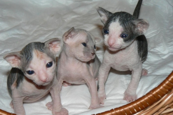 Ogłoszenie - Zdrowe kocięta rasy Sfinks, kocurki i kotki szukają nowych domów. Napisz do nas na WhatsApp: +447490124950. Zdjęcie 1