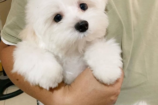 Ogłoszenie - Dwa szczenięta rasy maltańczyk Teacup potrzebują nowej rodziny. Napisz do nas na WhatsApp: +447490124950. Zdjęcie 3