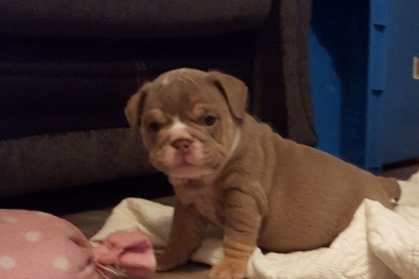 Ogłoszenie - Przepiękne szczenięta buldoga angielskiego. Napisz do nas na WhatsApp: +447490124950. Zdjęcie 3
