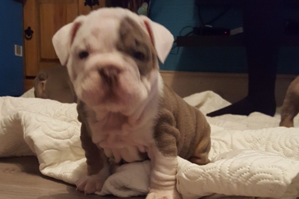Ogłoszenie - Przepiękne szczenięta buldoga angielskiego. Napisz do nas na WhatsApp: +447490124950. Zdjęcie 2