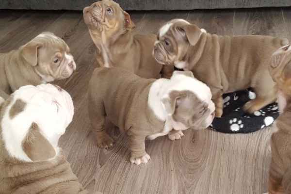 Ogłoszenie - Przepiękne szczenięta buldoga angielskiego. Napisz do nas na WhatsApp: +447490124950. Zdjęcie 1
