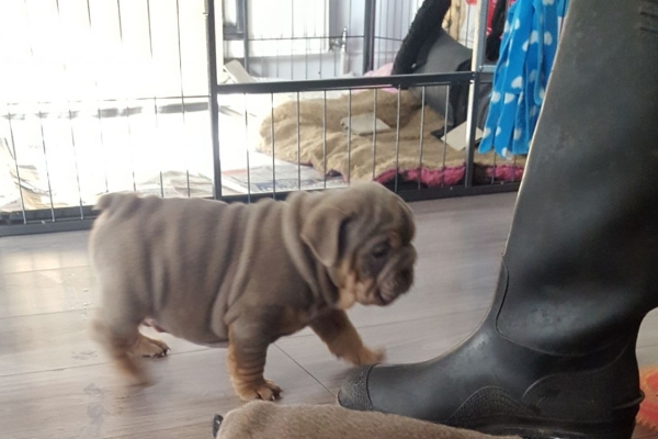 Ogłoszenie - Przepiękne szczenięta buldoga angielskiego. Napisz do nas na WhatsApp: +447490124950. Zdjęcie 4