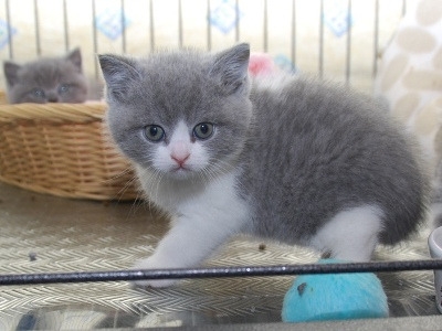 Ogłoszenie - Kociak brytyjski krótkowłosy dostępny. Napisz do nas na WhatsApp: +447490124950. Zdjęcie 1