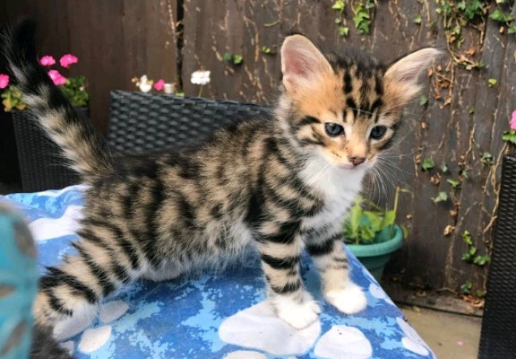 Ogłoszenie - Oszałamiające kocięta bengalskie w kolorze rozety. Napisz do nas na WhatsApp: +447490124950. Zdjęcie 1