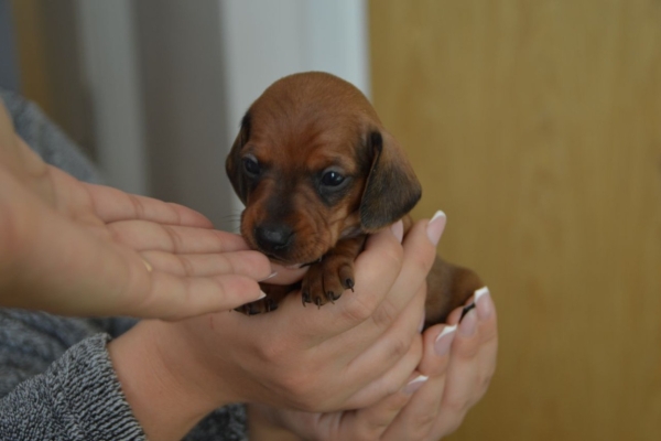 Ogłoszenie - Szczeniaki rasy holenderski hun. Napisz do nas na WhatsApp: +447490124950. Zdjęcie 1