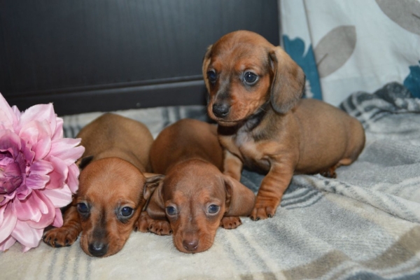 Ogłoszenie - Szczeniaki rasy holenderski hun. Napisz do nas na WhatsApp: +447490124950. Zdjęcie 2